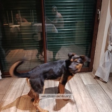 Photo 2/2 Zorro bettoven tango Chien perdu à Cours Les Barres