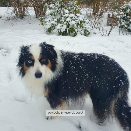 Photo 1/1 Chien retrouvé Perdu à Xhendelesse