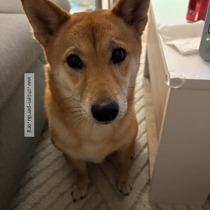Photo 1/1 Chien retrouvé Perdu à Triel Sur Seine
