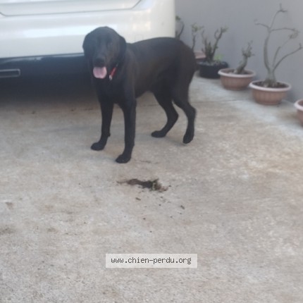 Photo 1/1 Chien retrouvé Perdu à Entre Deux