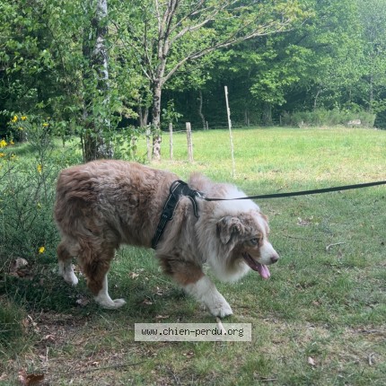 Photo 1/1 Chien retrouvé Perdu à Gourdon