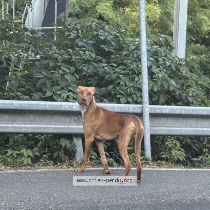 Photo 1/1 Chien trouvé Trouvé à Tour De Salvagny