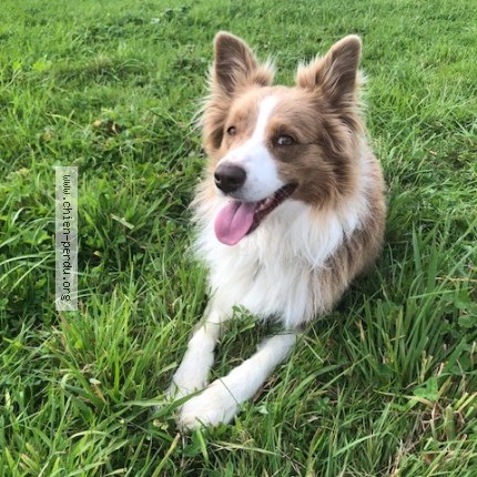 Photo 1/1 Chien retrouvé Perdu à St Paul En Chablais