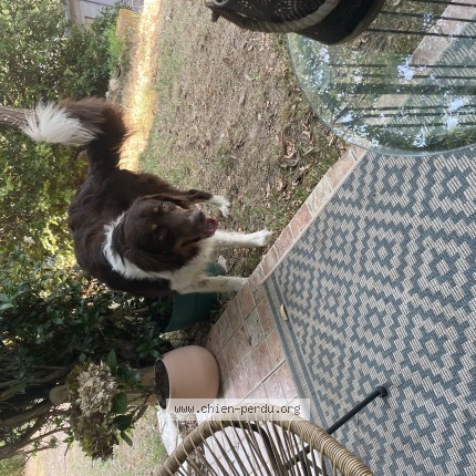 Photo de chien trouvé à Grambois