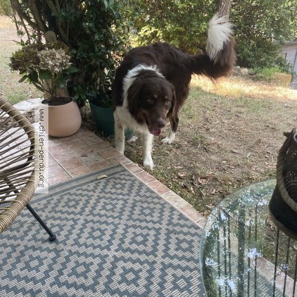Photo 1/1 Chien trouvé Trouvé à Grambois