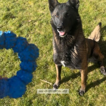 Photo 1/1 Chien retrouvé Perdu à Isbergues