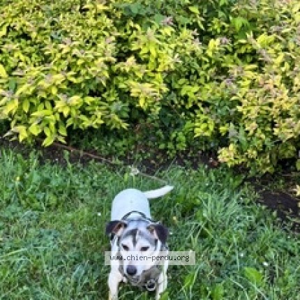Photo 1/1 Chien retrouvé Perdu à Courdimanche