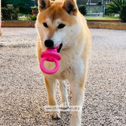 Photo 1/1 takara Chien perdu à Six Fours