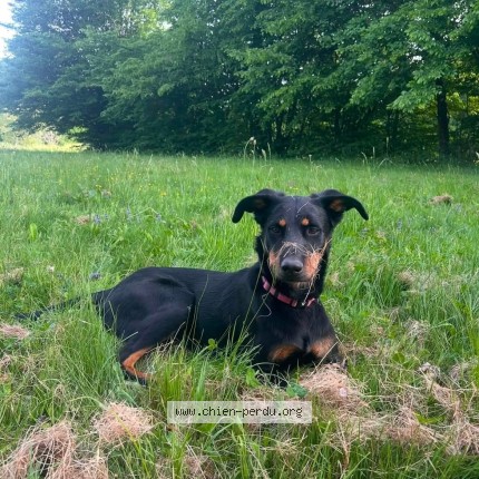 Photo 1/1 Atsuna Chien perdu à Sagy