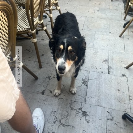 Photo de chien trouvé à Dieulefit