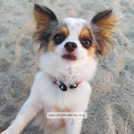 Photo 1/1 Izzy Chien perdu à Argeles Sur Mer