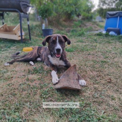 Photo 1/1 Chien retrouvé Perdu à Martigne Ferchaud