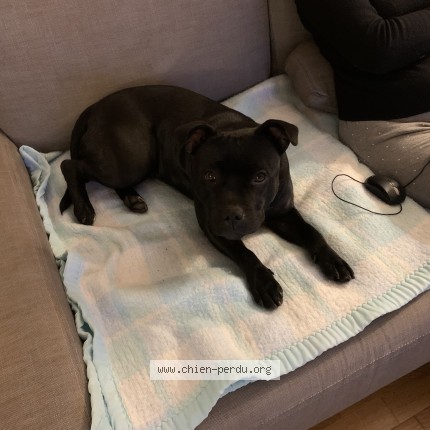 Photo 1/1 Chien retrouvé Perdu à Verrines Sous Celles