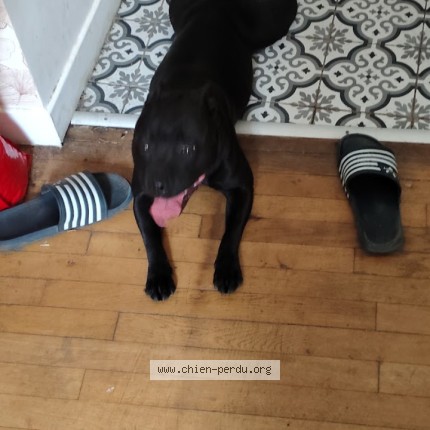 Photo 1/1 Chien retrouvé Perdu à Cour Cheverny