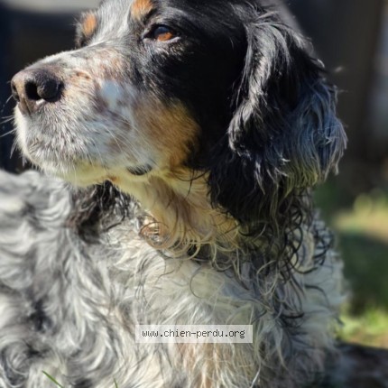 Photo 1/1 NEPTUNE Chien perdu à Saint Cyr Sur Loire