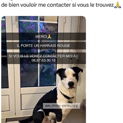 Photo 1/1 RIbellu Chien perdu à Farinole