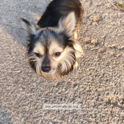 Photo 1/1 Chien trouvé Trouvé à Muret