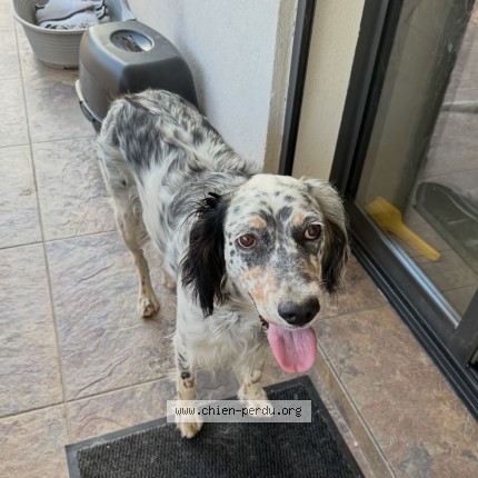 Photo 1/1 Chien retrouvé Perdu à Marignane