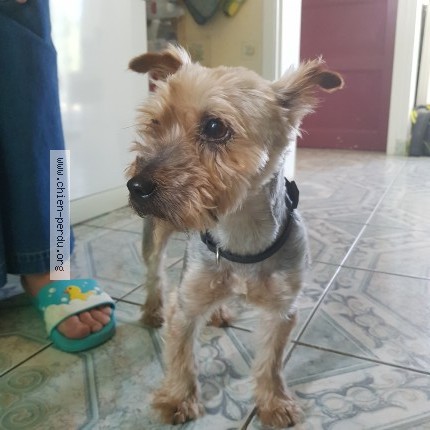 Photo 1/1 Chien trouvé Trouvé à Masny