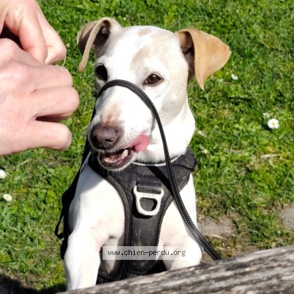 Photo 1/1 Chien retrouvé Perdu à Vivier Du Lac