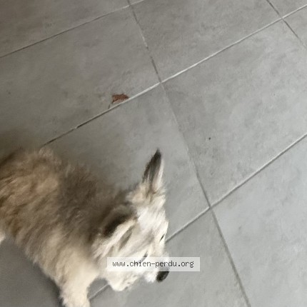 Photo 1/1 snoopy Chien perdu à Saint Laurent Sur Gorre