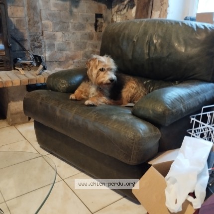 Photo 1/2 Chien retrouvé Perdu à Bayonne