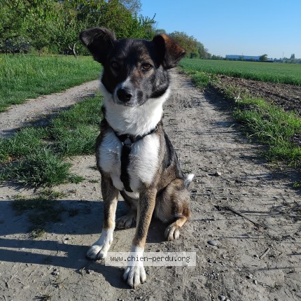 Photo 1/1 lizzy Chien perdu à Bischheim