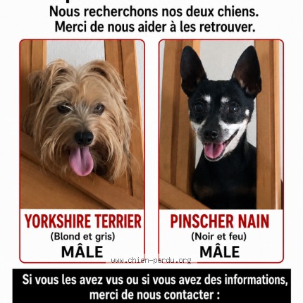 Photo 1/1 Deux chiens disparus Chien perdu à Cazeres