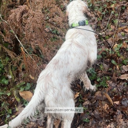 Photo 1/1 Chien retrouvé Perdu à Saint Martin D Oney