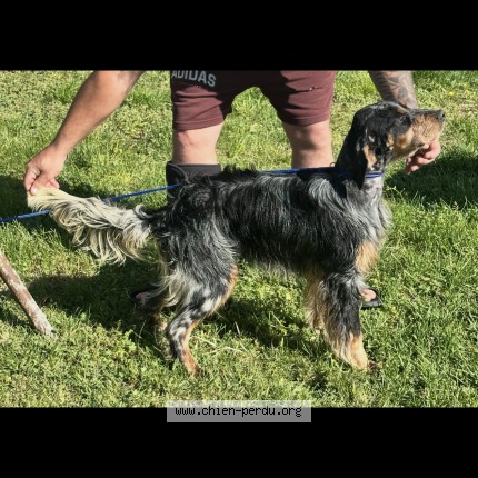 Photo 1/1 Chien retrouvé Perdu à Saint Martin D Oney