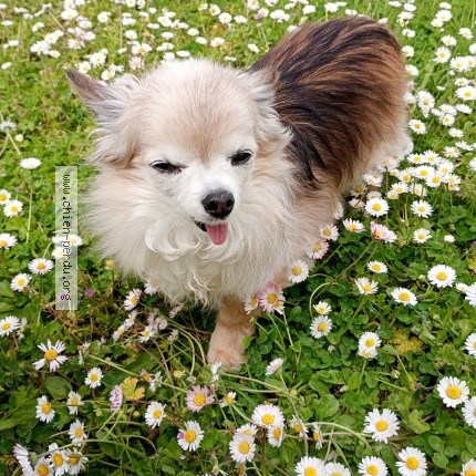 Photo 1/1 Winnie Chien perdu à Arandon Passins