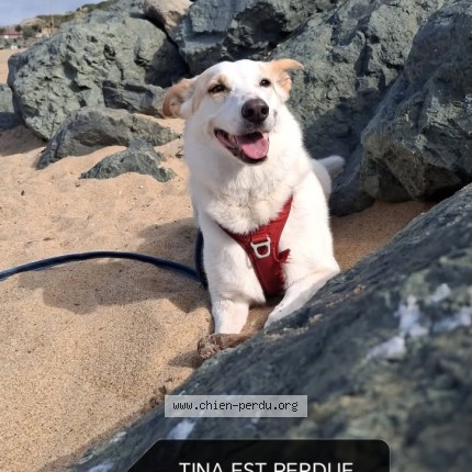 Photo 1/1 Chien retrouvé Perdu à Saint Jean De Luz
