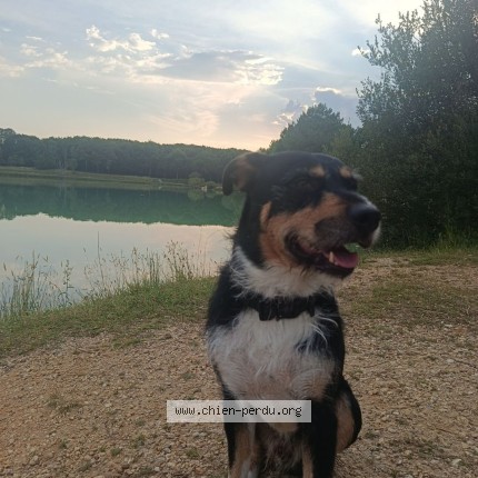 Photo 1/1 tayson Chien perdu à Merignac