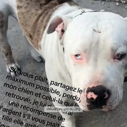 Photo 1/1 audi Chien perdu à Perpignan