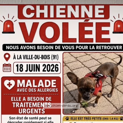 Photo 1/1 NOPPY Chien perdu à La Ville Du Bois
