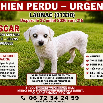 Photo 1/1 Chien retrouvé Perdu à Launac