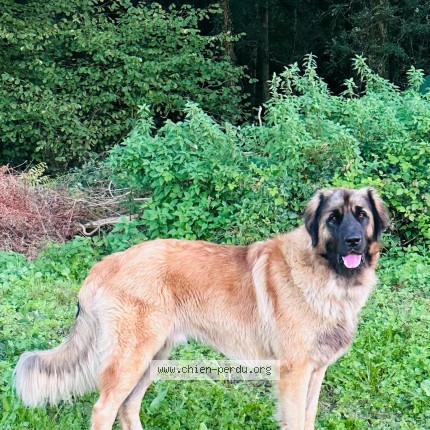 Photo 1/1 Simba Chien perdu à Itxassou