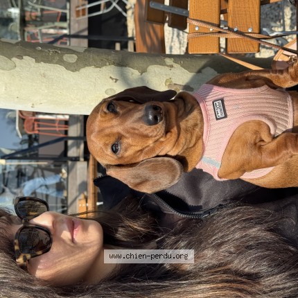 Photo 1/1 Rose Chien perdu à Belleville