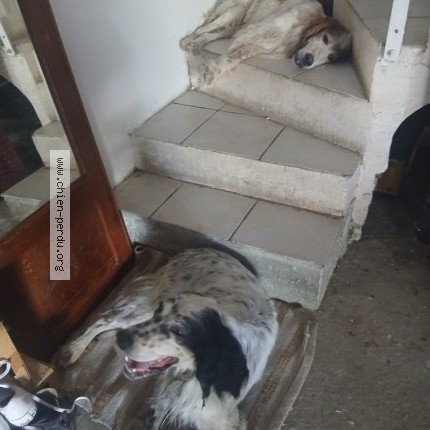 Photo 1/1 Chien retrouvé Trouvé à Aubertin