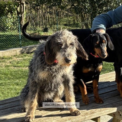 Photo 1/1 Chien retrouvé Perdu à Verdun