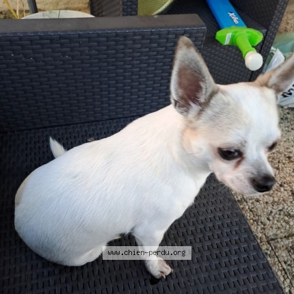 Photo 1/1 Chien retrouvé Perdu à Elbeuf