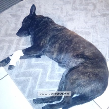 Photo 2/2 malia Chien perdu à Taden