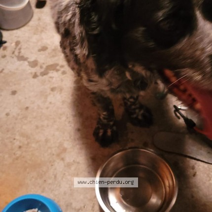 Photo 1/1 Chien trouvé Trouvé à Merignac