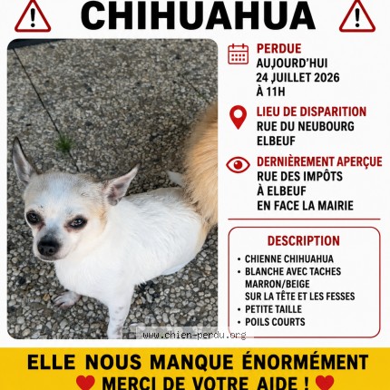 Photo 1/1 Chien retrouvé Perdu à Elbeuf