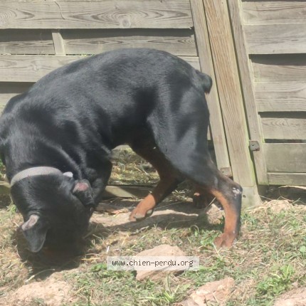 Photo 1/1 Chien retrouvé Perdu à Viels Maisons