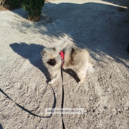 Photo 1/1 Chien retrouvé Perdu à Beaucaire