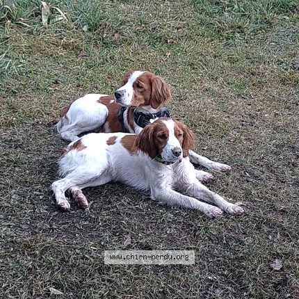 Photo 1/1 voyou Chien perdu à Colombieres Sur Orb