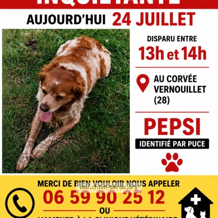 Photo 1/1 Chien retrouvé Perdu à Vernouillet