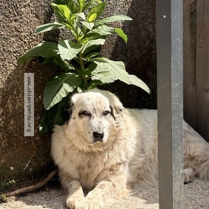 Photo 1/1 lucky Chien perdu à Langon