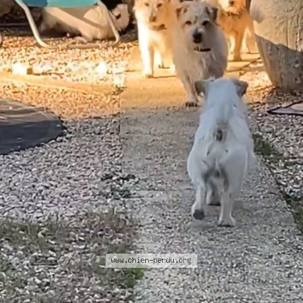 Photo de chien perdu à Ponteves